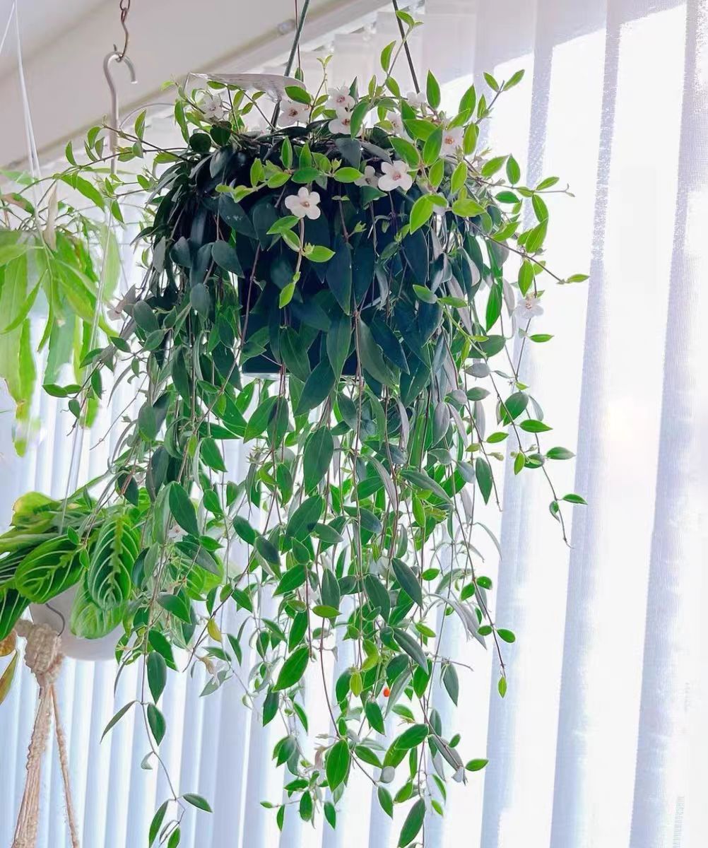 12-inch Weeping Plant Desktop foliage plant for office spaces