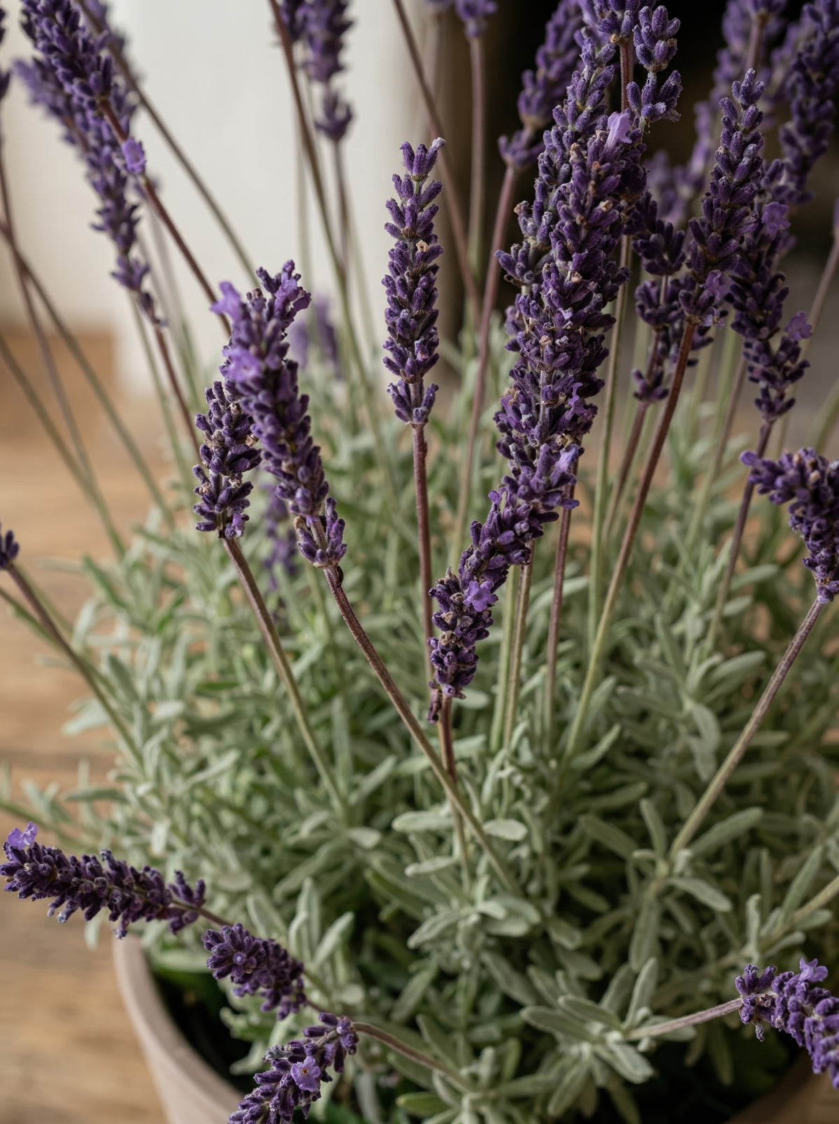 21.6" Artificial French Lavender Plant - Deep Purple Potted Greenery for Home Decor
