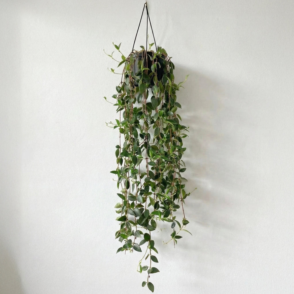 12-inch Weeping Plant Desktop foliage plant for office spaces