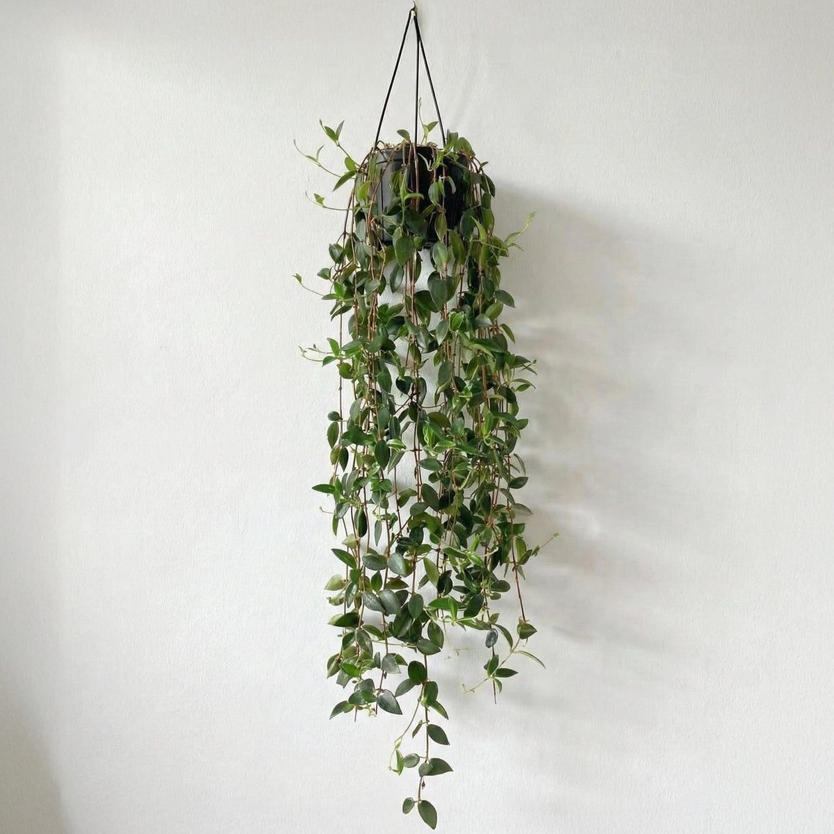 12-inch Weeping Plant Desktop foliage plant for office spaces