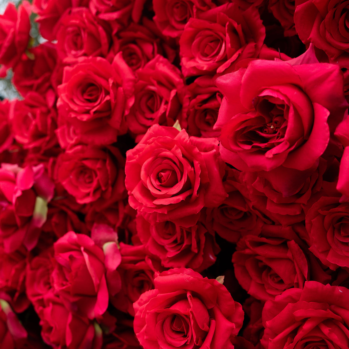 Passion: The Perfect Valentine’s Surprise Luxury 3D Red Rose Passion Heart Wall(6.2ft*6.9ft)