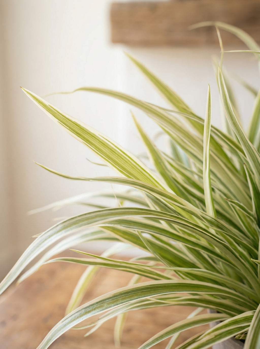 21.6" Artificial Variegated Spider Plant - Potted Greenery for Home Decor